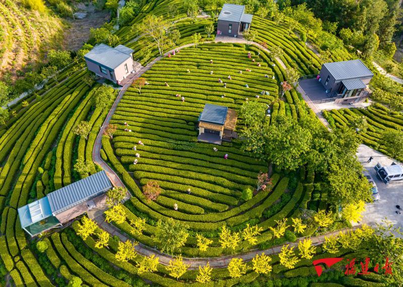 从三个“高光时刻”，解码特色现代农业发展之路(图5)