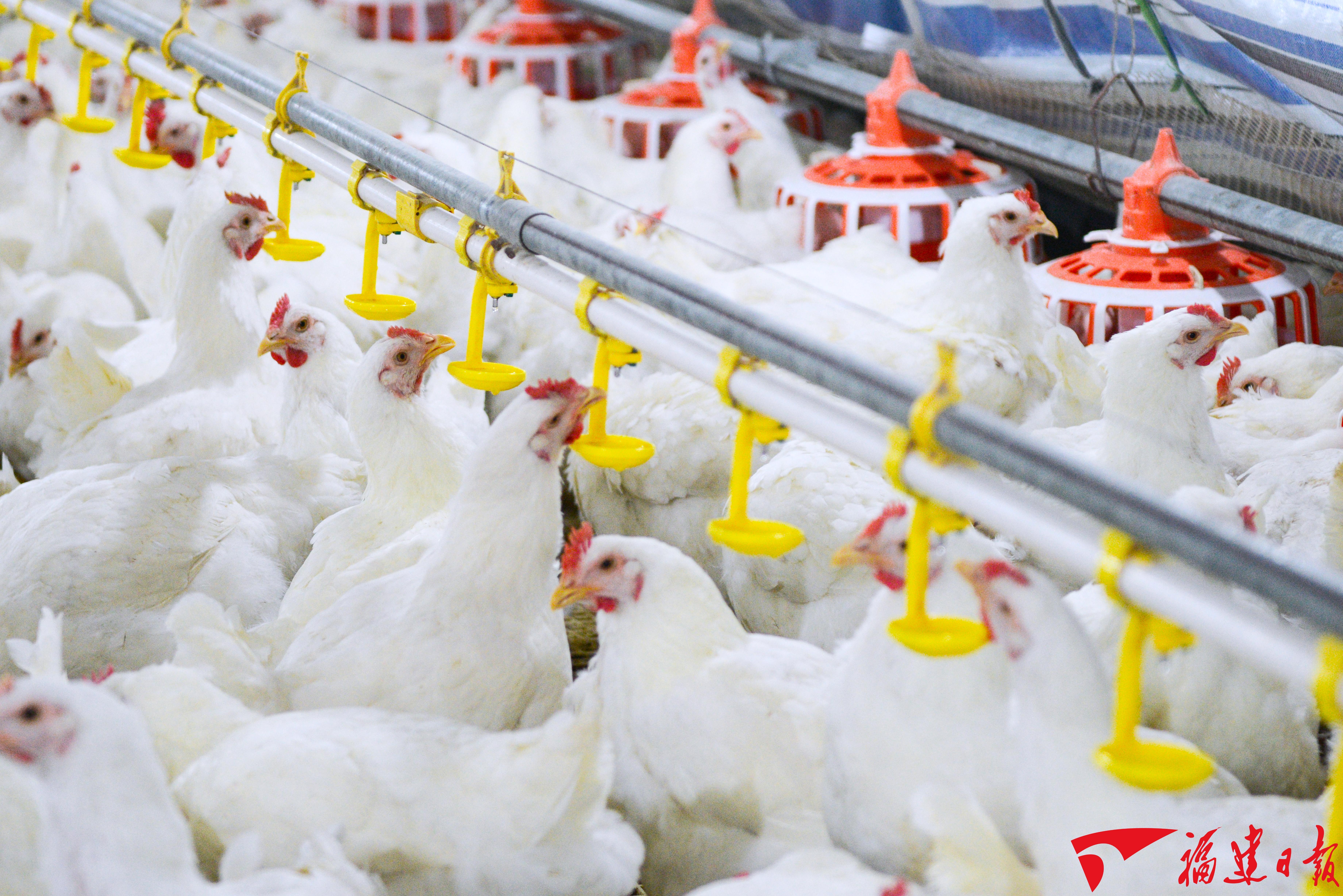 从三个“高光时刻”，解码特色现代农业发展之路(图7)