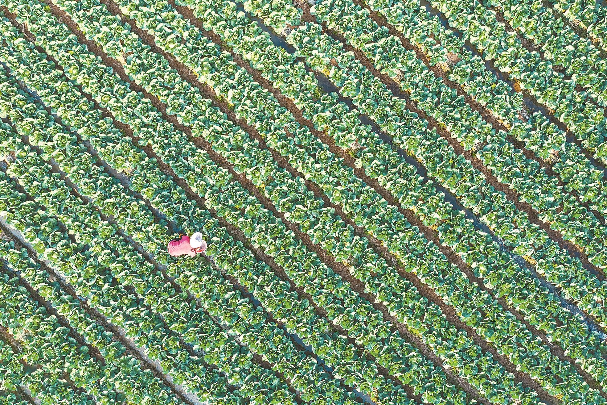 福建农民增收有妙招！从三群人看如何念好‘致富经’(图2)