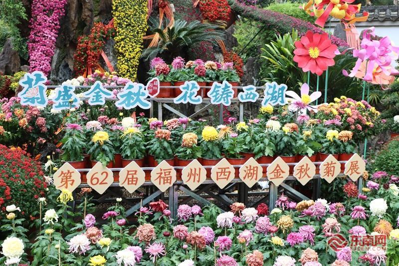 第62届福州金秋菊花展开幕，持续20天，适合亲子共赏