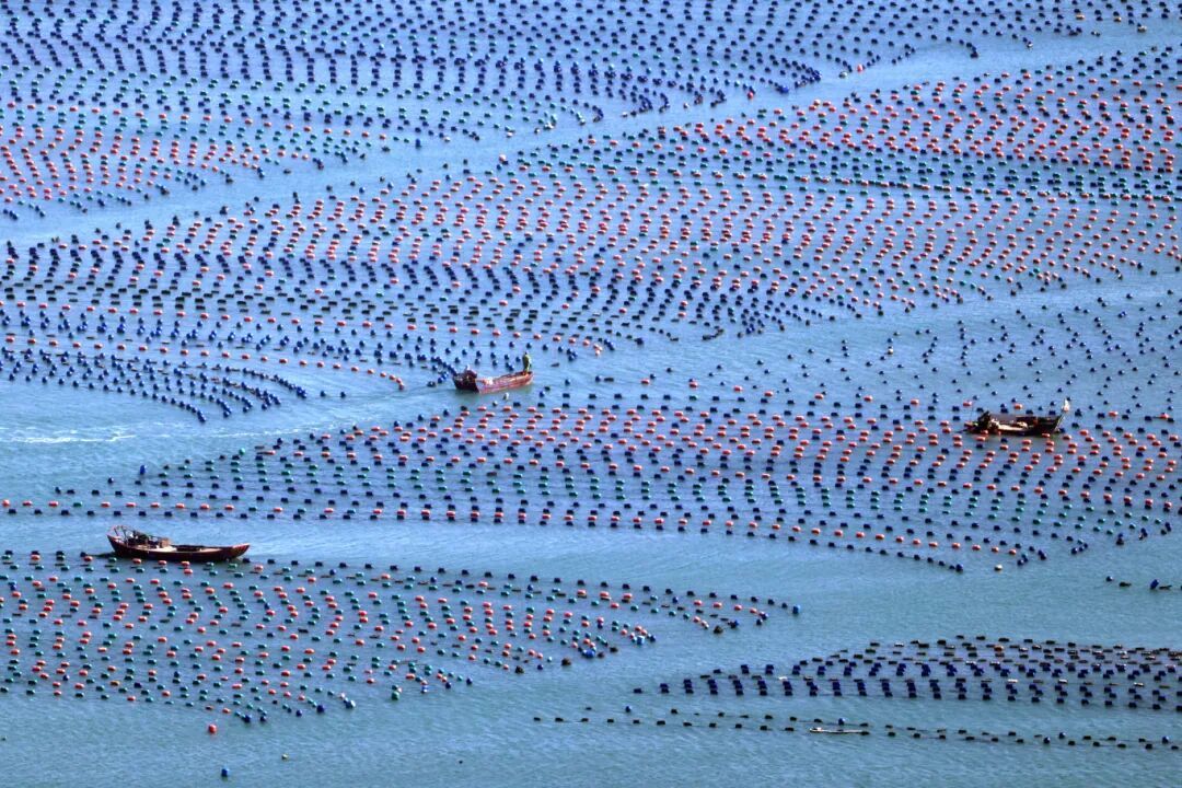 福建多地分享种地致富经，传统资源小省如何农业出彩？(图2)