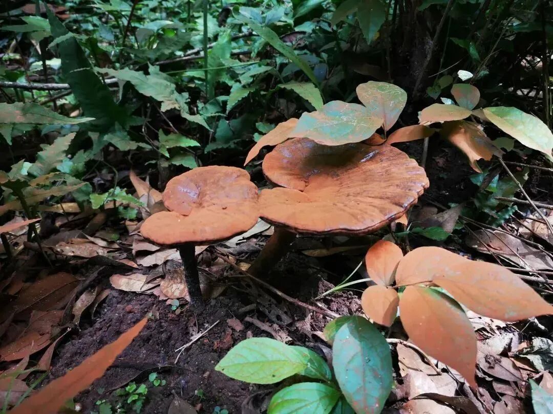 福建多地分享种地致富经，传统资源小省如何农业出彩？(图3)