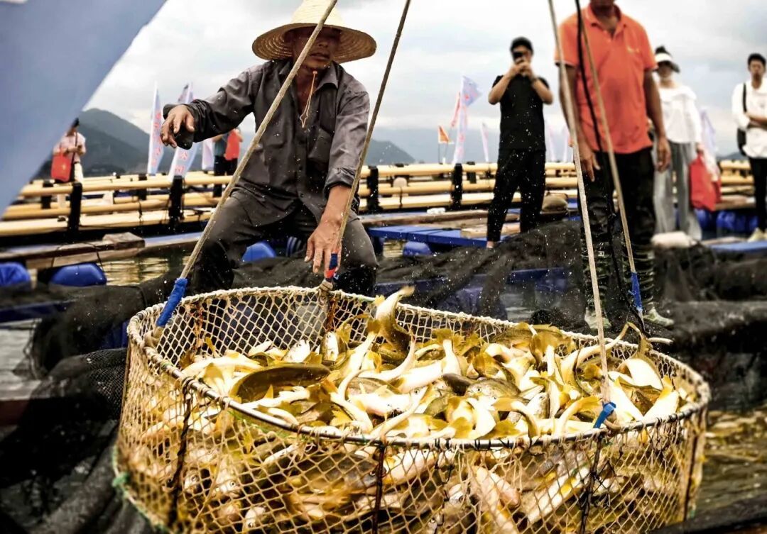 福建多地分享种地致富经，传统资源小省如何农业出彩？(图5)