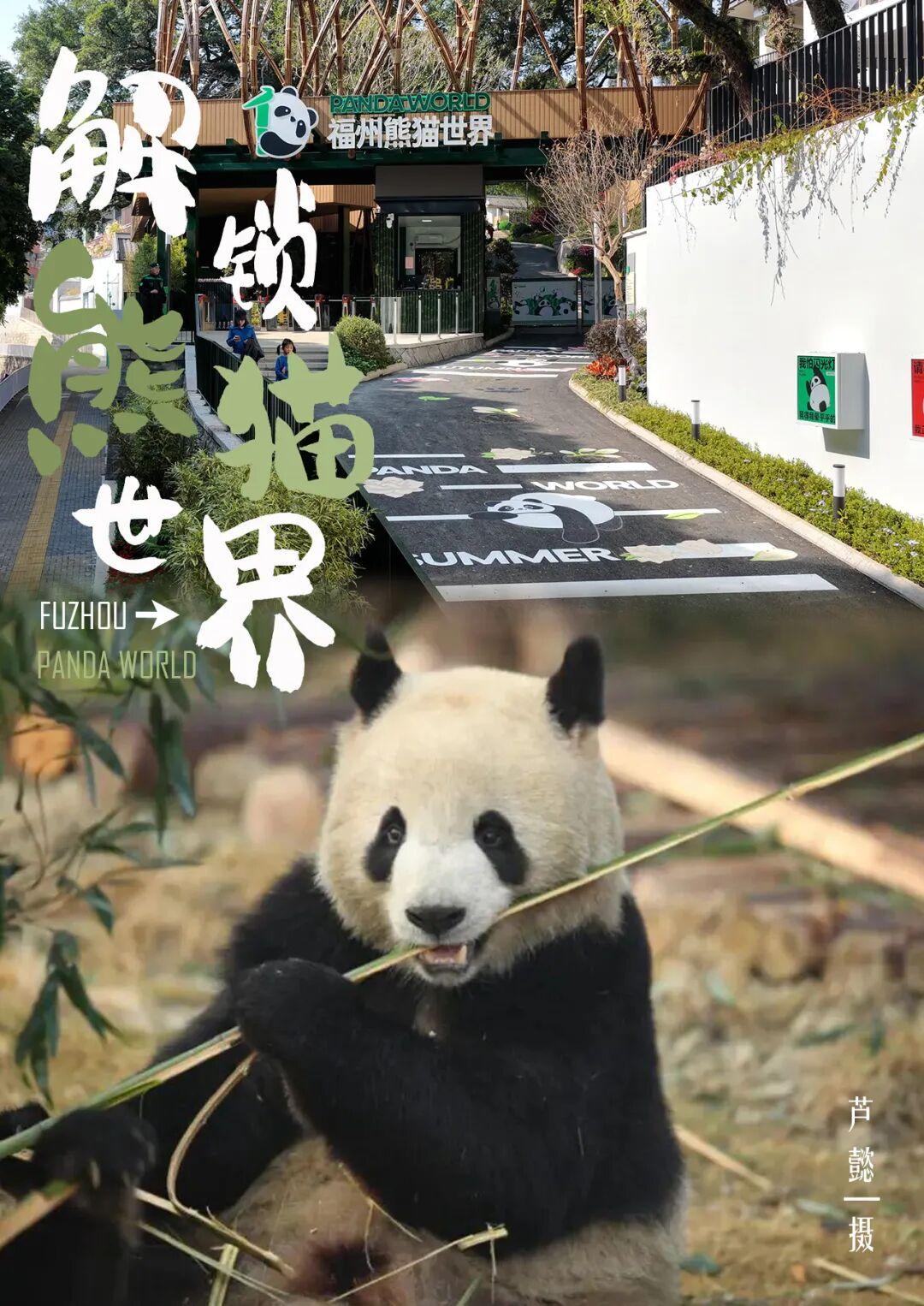 1月17日福州熊猫世界开放！快来和国宝大熊猫温暖相遇(图1)