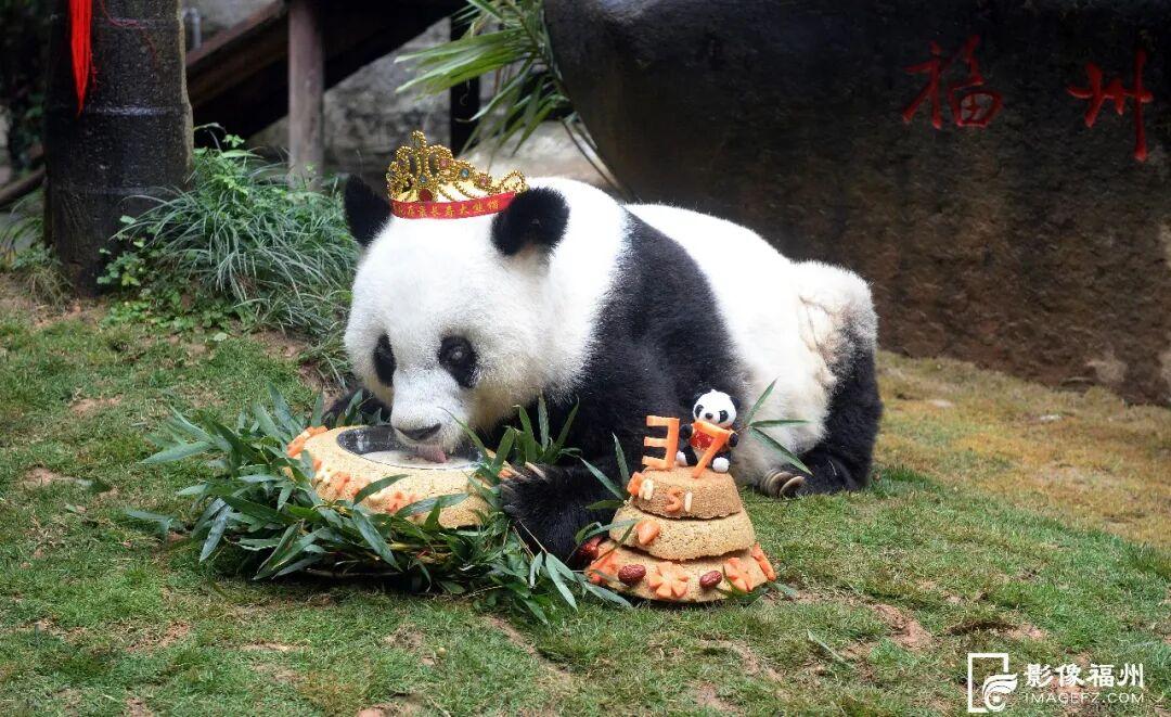 1月17日福州熊猫世界开放！快来和国宝大熊猫温暖相遇(图11)