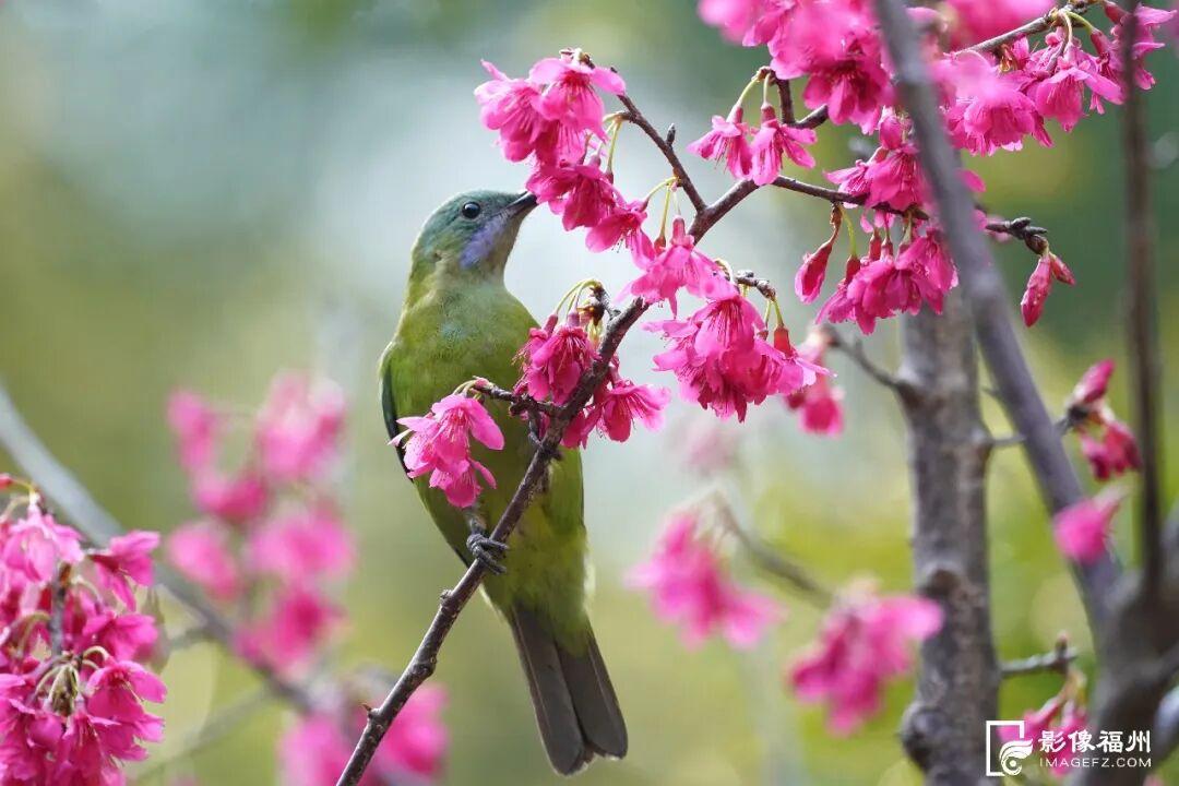 1月17日福州熊猫世界开放！快来和国宝大熊猫温暖相遇(图15)