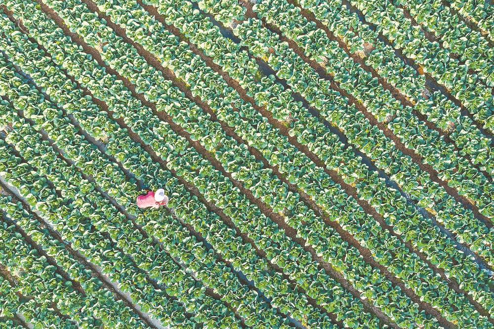 福建农民因地制宜念好‘致富经’，3群体幸福变迁看增收(图1)