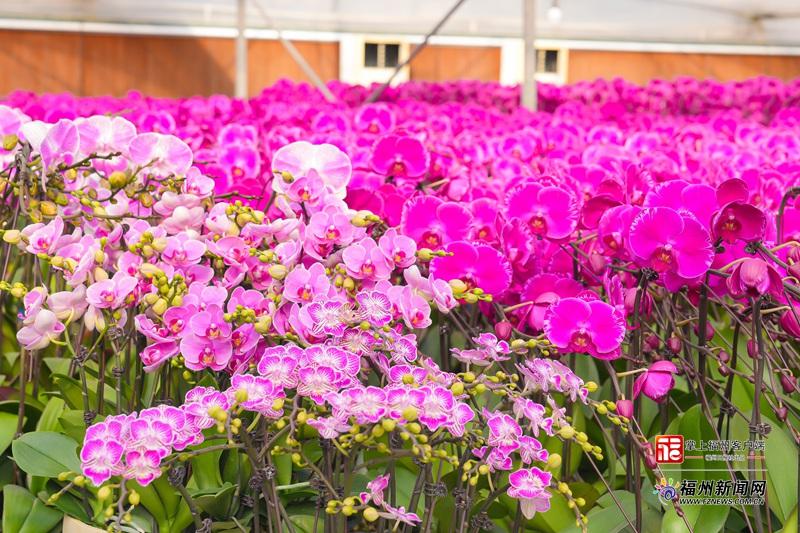 春节临近福州蝴蝶兰成年宵花抢手货，价格亲民品种多(图2)