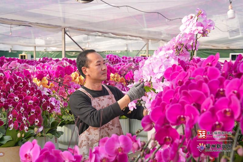 春节临近福州蝴蝶兰成年宵花抢手货，价格亲民品种多(图3)