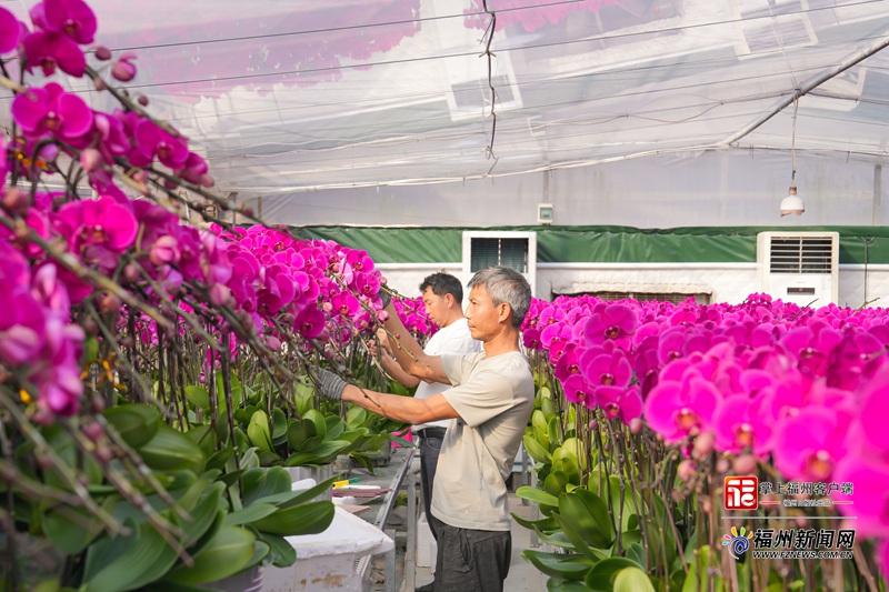 春节临近福州蝴蝶兰成年宵花抢手货，价格亲民品种多(图5)