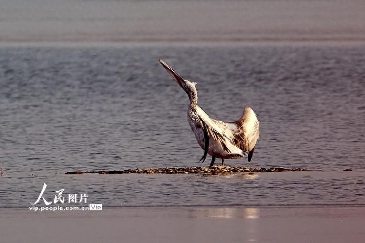 江苏如东惊现卷羽鹈鹕，快来了解这珍稀神鸟的前世今生(图1)