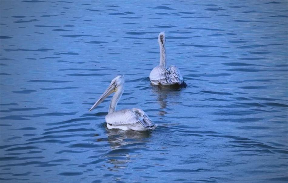 江苏如东惊现卷羽鹈鹕，快来了解这珍稀神鸟的前世今生(图11)