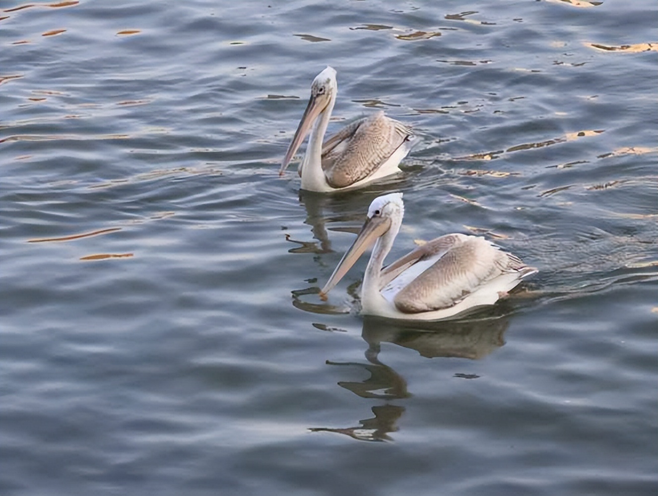 江苏如东惊现卷羽鹈鹕，快来了解这珍稀神鸟的前世今生(图3)