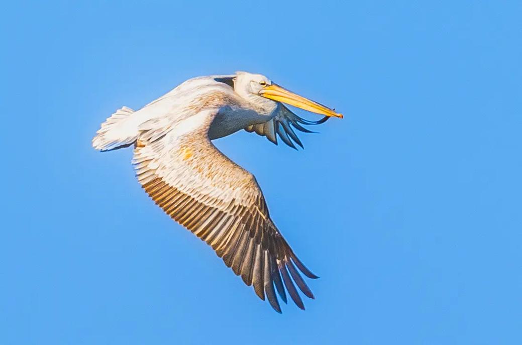 江苏如东惊现卷羽鹈鹕，快来了解这珍稀神鸟的前世今生(图4)