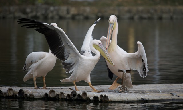 江苏如东惊现卷羽鹈鹕，快来了解这珍稀神鸟的前世今生(图6)