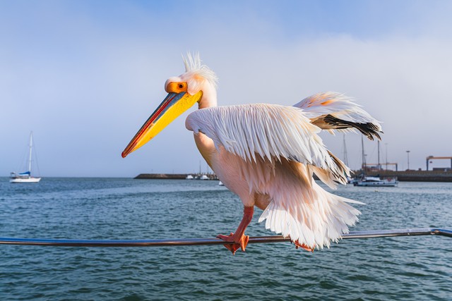 江苏如东惊现卷羽鹈鹕，快来了解这珍稀神鸟的前世今生(图7)
