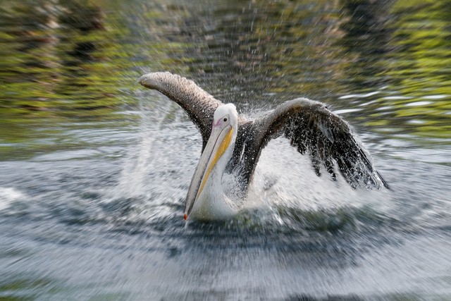 江苏如东惊现卷羽鹈鹕，快来了解这珍稀神鸟的前世今生(图8)
