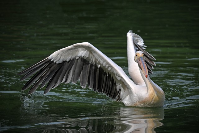 江苏如东惊现卷羽鹈鹕，快来了解这珍稀神鸟的前世今生(图9)