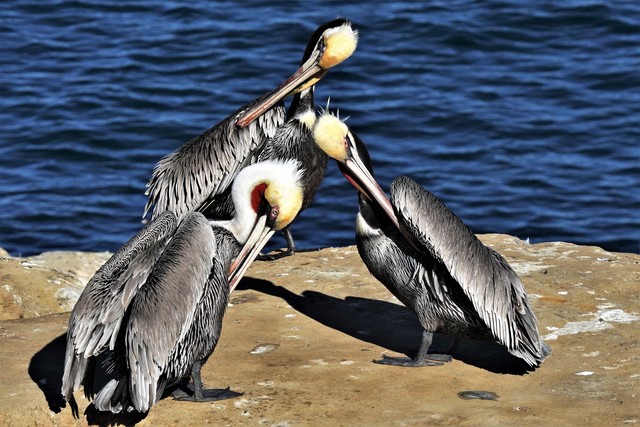 江苏如东惊现卷羽鹈鹕，快来了解这珍稀神鸟的前世今生(图10)