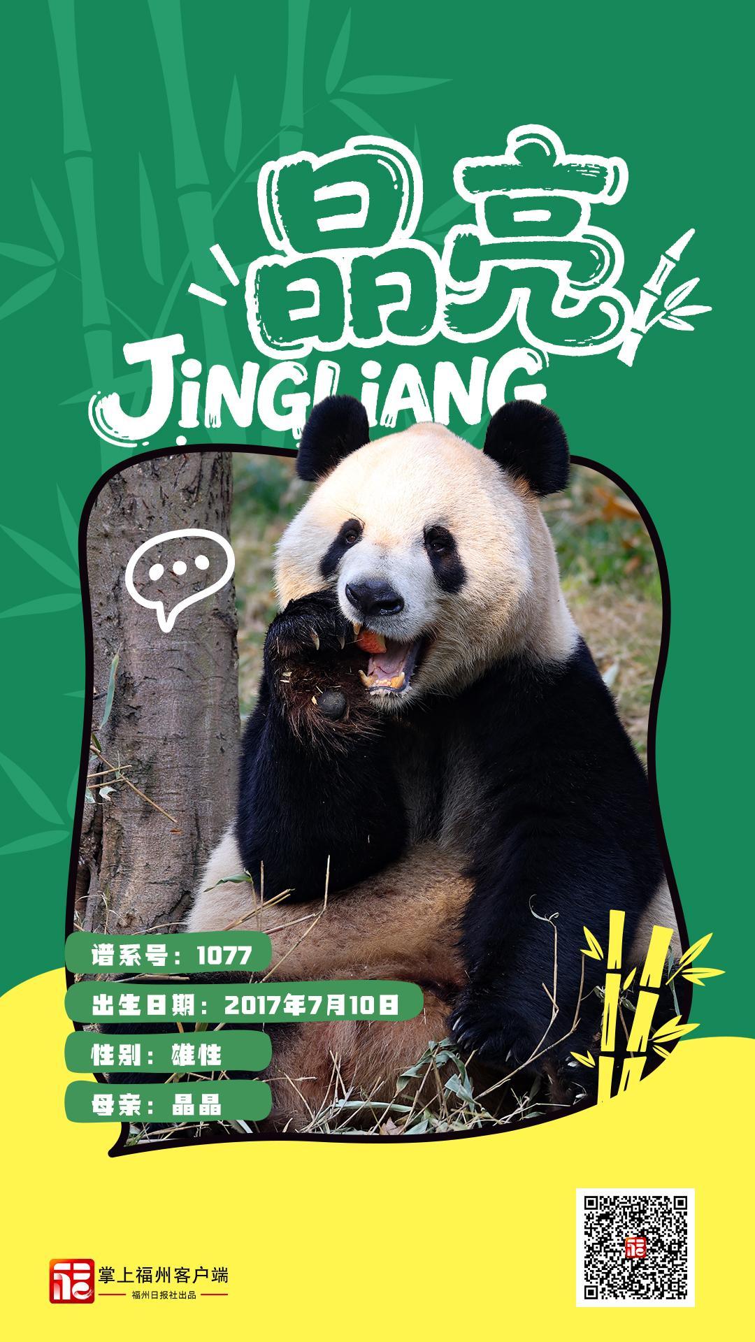 1月17日焕新升级的福州熊猫世界正式开放，速来打卡(图11)