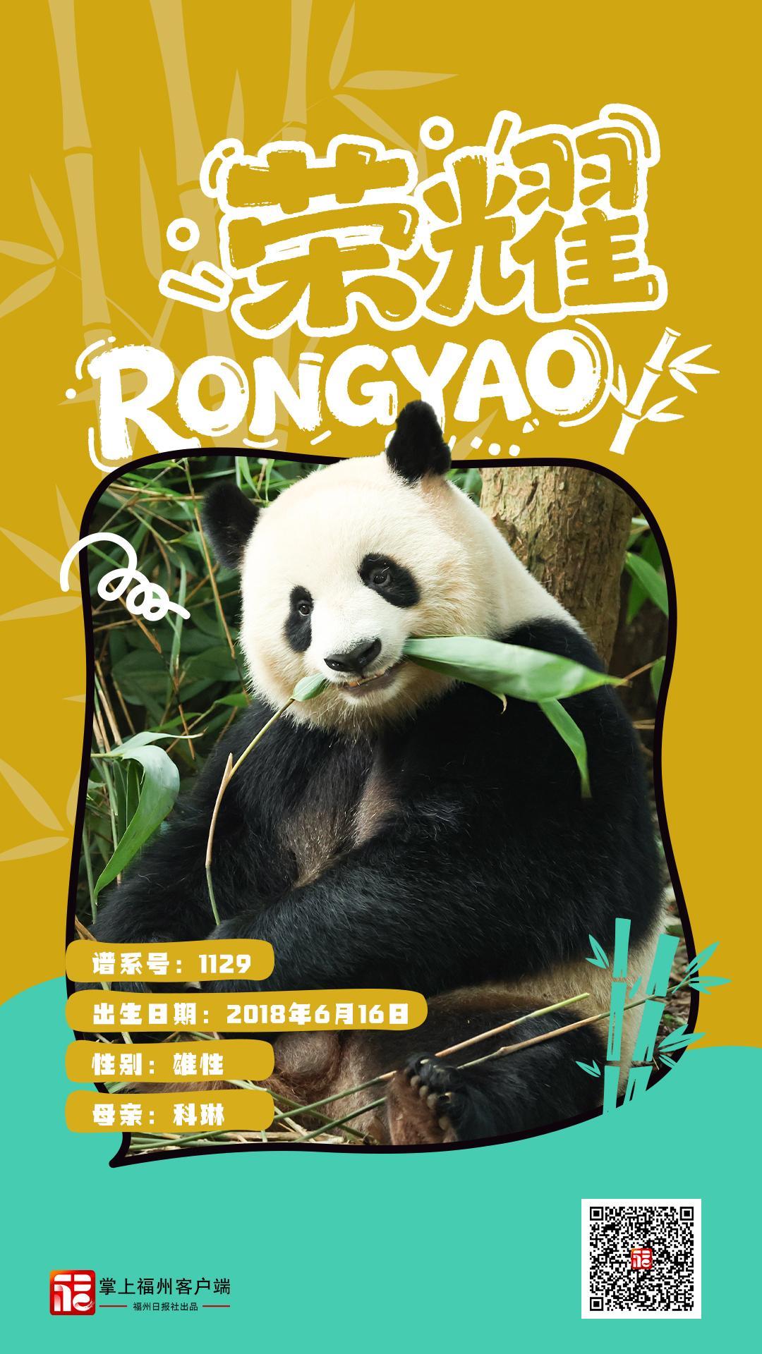 1月17日焕新升级的福州熊猫世界正式开放，速来打卡(图10)