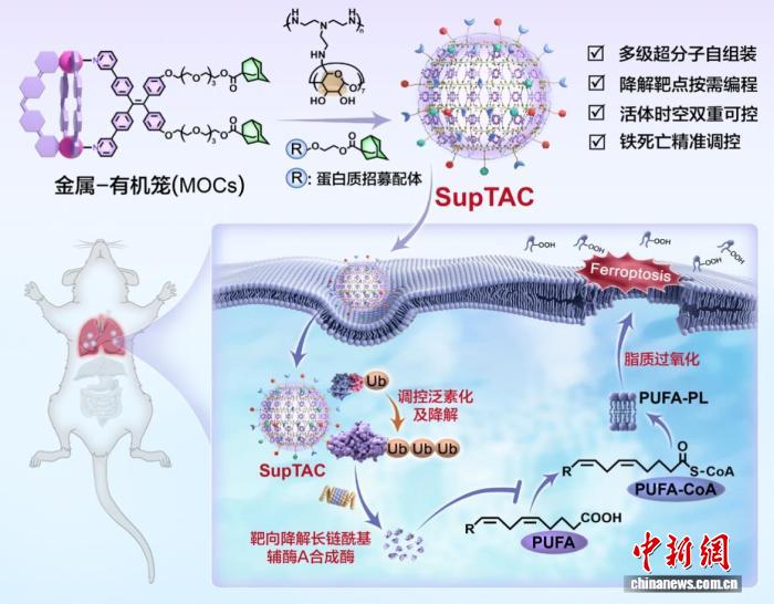 中科院化学所汪铭团队实现活体动物蛋白质精准降解清除(图1)