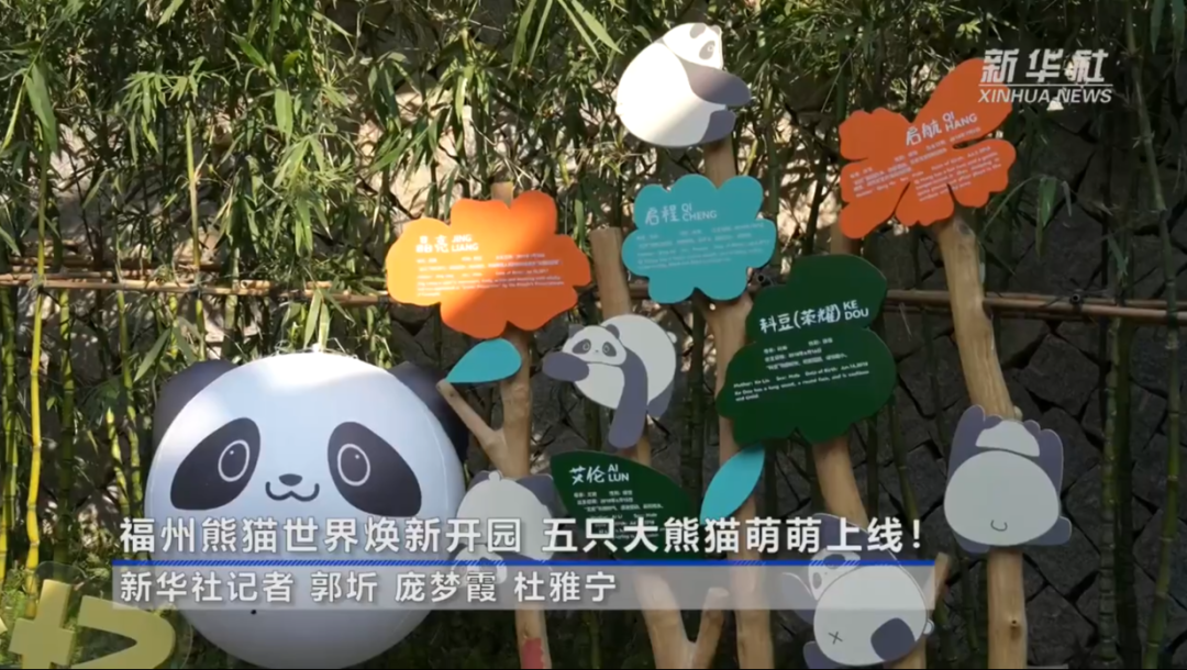 福州熊猫世界开园，五只大熊猫首秀亮相及熊