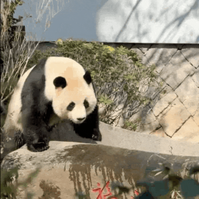 福州熊猫世界开园，五只大熊猫首秀亮相及熊生简历公开(图10)