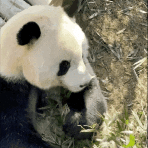 福州熊猫世界开园，五只大熊猫首秀亮相及熊生简历公开(图11)