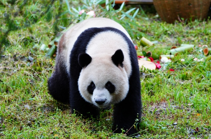 福州熊猫世界开园，五只大熊猫首秀亮相及熊生简历公开(图18)