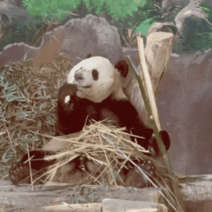 福州熊猫世界开园，五只大熊猫首秀亮相及熊生简历公开(图8)