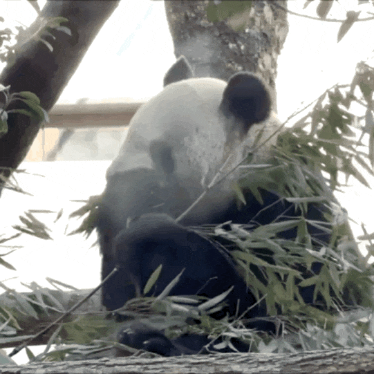 福州熊猫世界开园，五只大熊猫首秀亮相及熊生简历公开(图9)