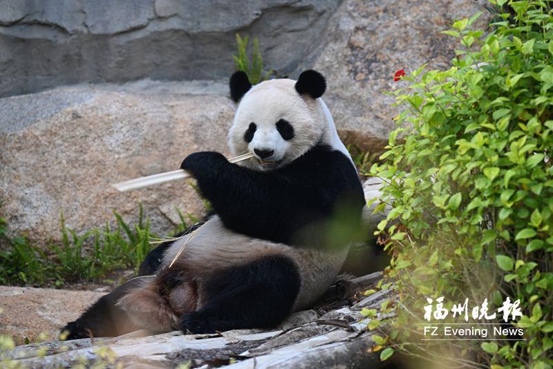 福州熊猫世界开园首日，市民抢鲜看国宝，仪式创意满满(图2)