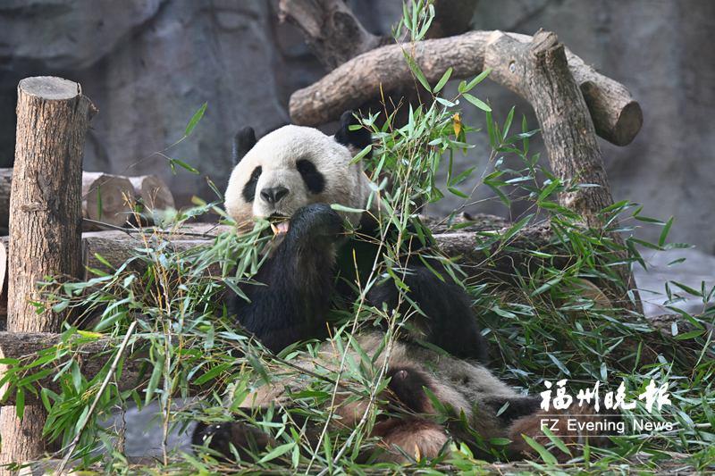 福州熊猫世界开园首日，市民抢鲜看国宝，仪式创意满满(图3)