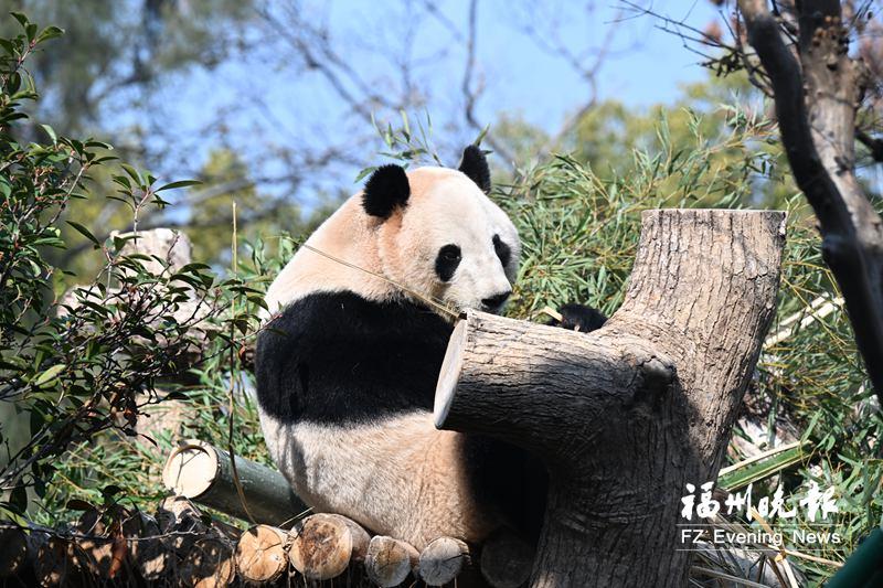 福州熊猫世界开园首日，市民抢鲜看国宝，仪式创意满满(图4)