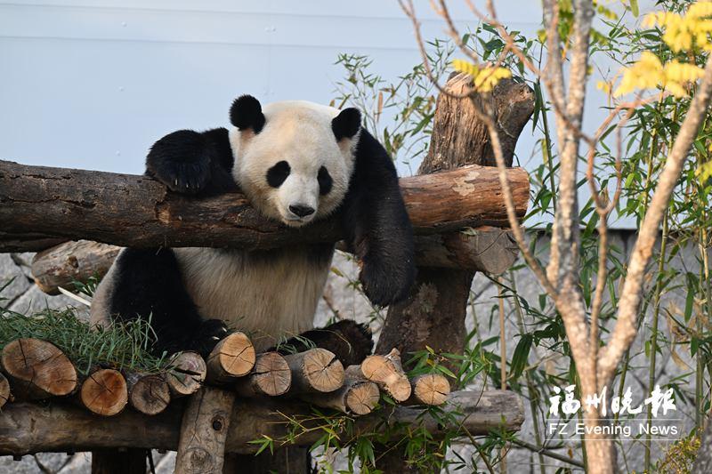 福州熊猫世界开园首日，市民抢鲜看国宝，仪式创意满满(图5)