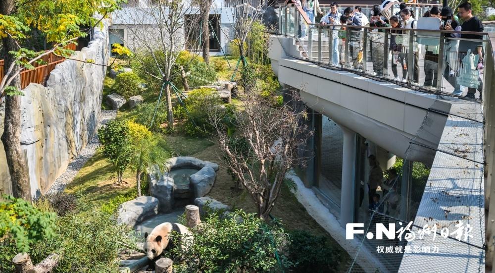 1月17日福州熊猫世界焕新开园，5只熊猫