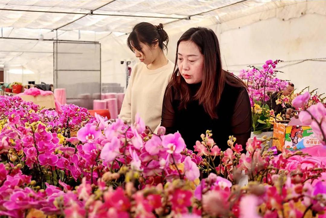 春节临近连江年味浓，年鱼年花年果上市，青蟹大黄鱼成桌上味(图1)