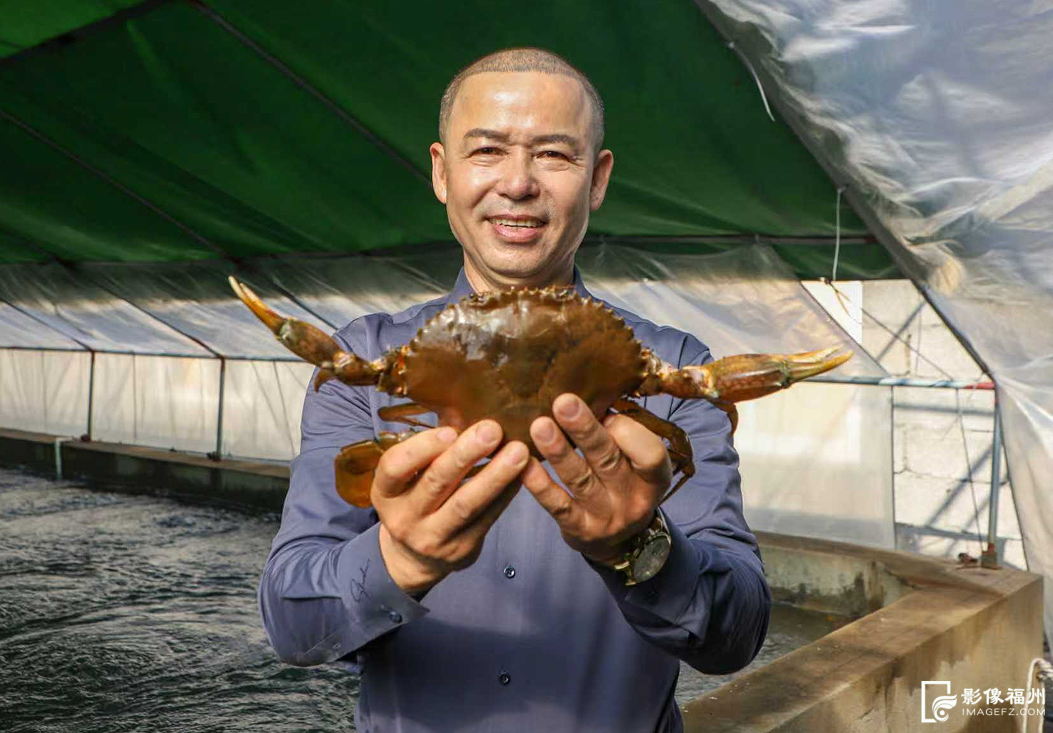 春节临近连江年味浓，年鱼年花年果上市，青蟹大黄鱼成桌上味(图2)