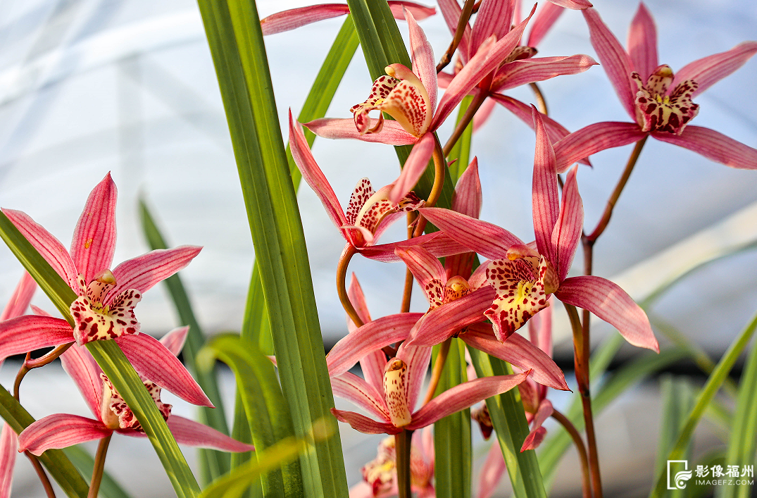 春节临近连江年味浓，年鱼年花年果上市，青蟹大黄鱼成桌上味(图11)