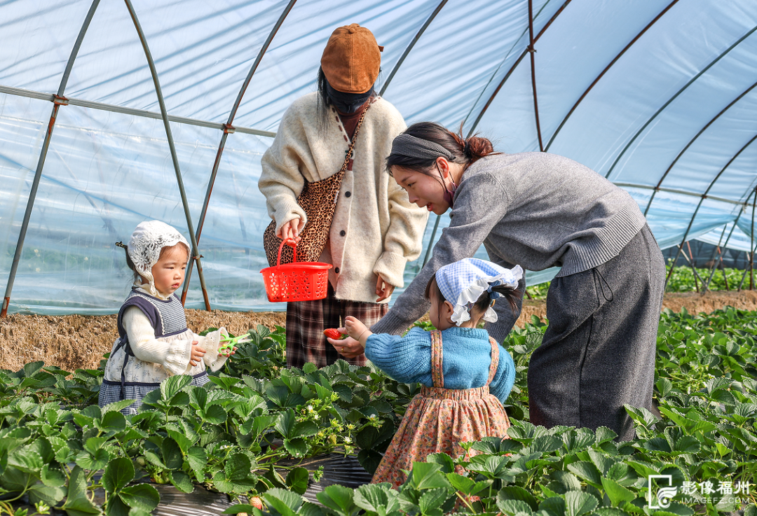 春节临近连江年味浓，年鱼年花年果上市，青蟹大黄鱼成桌上味(图12)