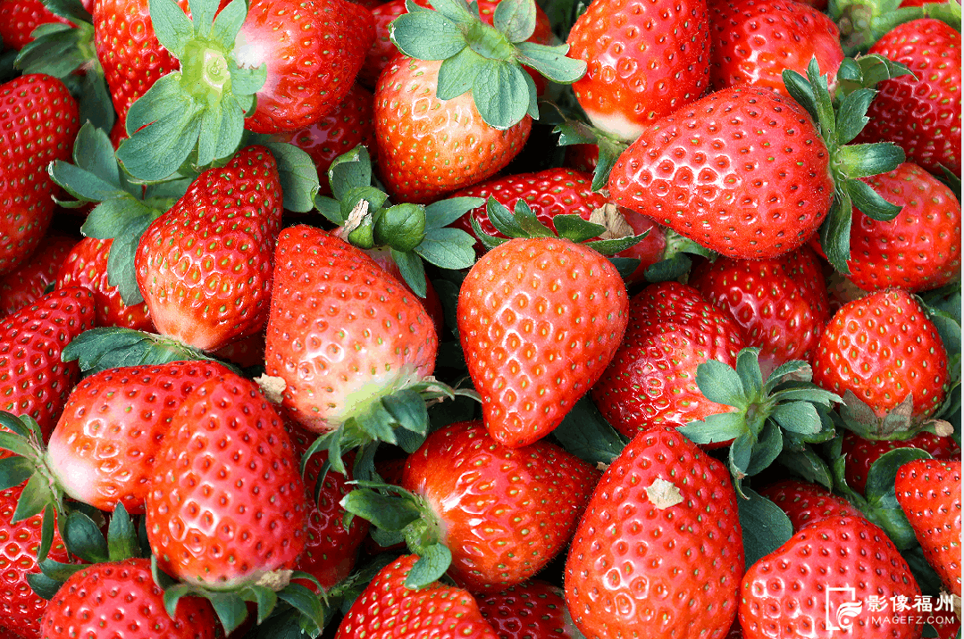 春节临近连江年味浓，年鱼年花年果上市，青蟹大黄鱼成桌上味(图13)