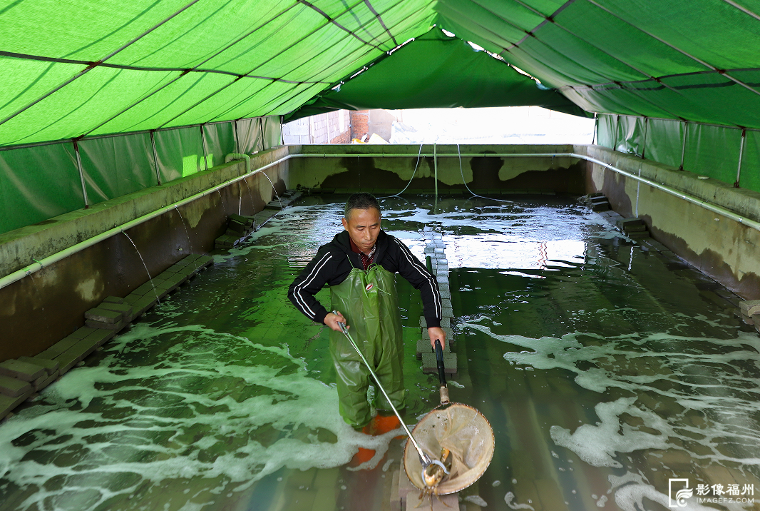 春节临近连江年味浓，年鱼年花年果上市，青蟹大黄鱼成桌上味(图3)