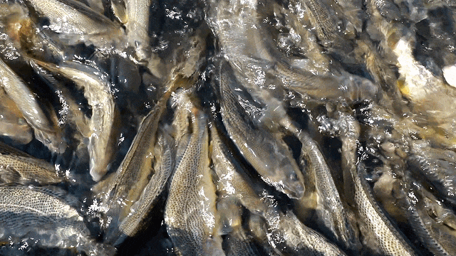 春节临近连江年味浓，年鱼年花年果上市，青蟹大黄鱼成桌上味(图4)