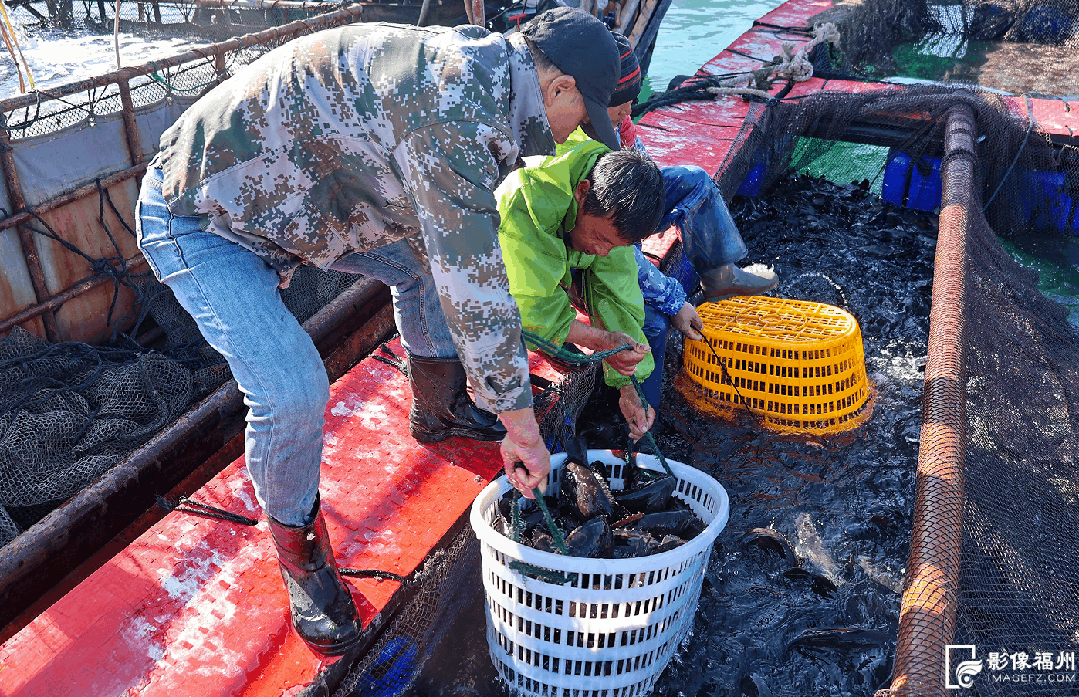 春节临近连江年味浓，年鱼年花年果上市，青蟹大黄鱼成桌上味(图6)