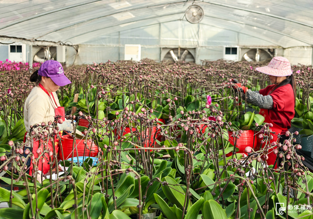 春节临近连江年味浓，年鱼年花年果上市，青蟹大黄鱼成桌上味(图7)