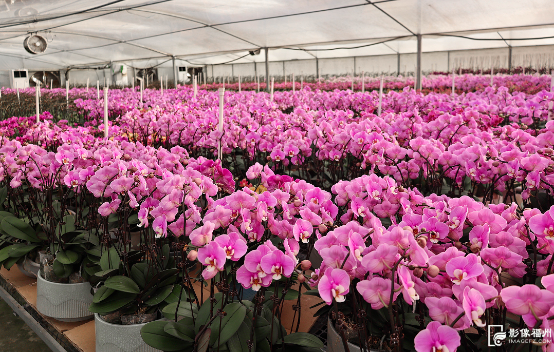 春节临近连江年味浓，年鱼年花年果上市，青蟹大黄鱼成桌上味(图8)