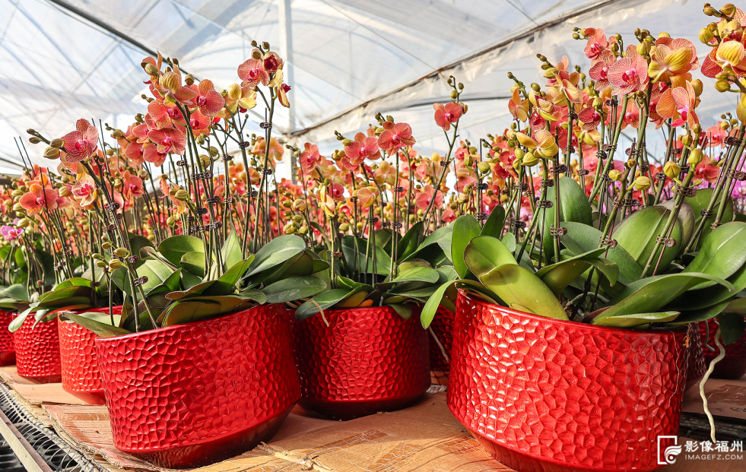 春节临近连江年味浓，年鱼年花年果上市，青蟹大黄鱼成桌上味(图9)