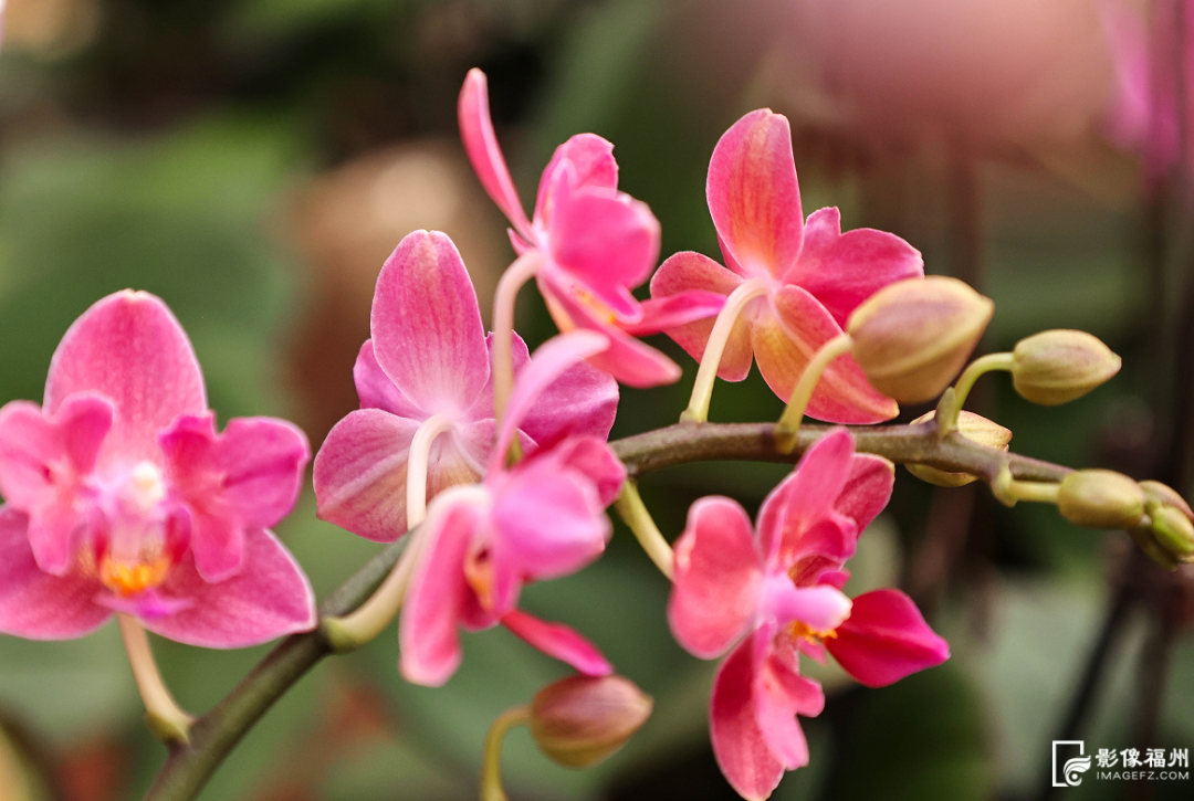 春节临近连江年味浓，年鱼年花年果上市，青蟹大黄鱼成桌上味(图10)