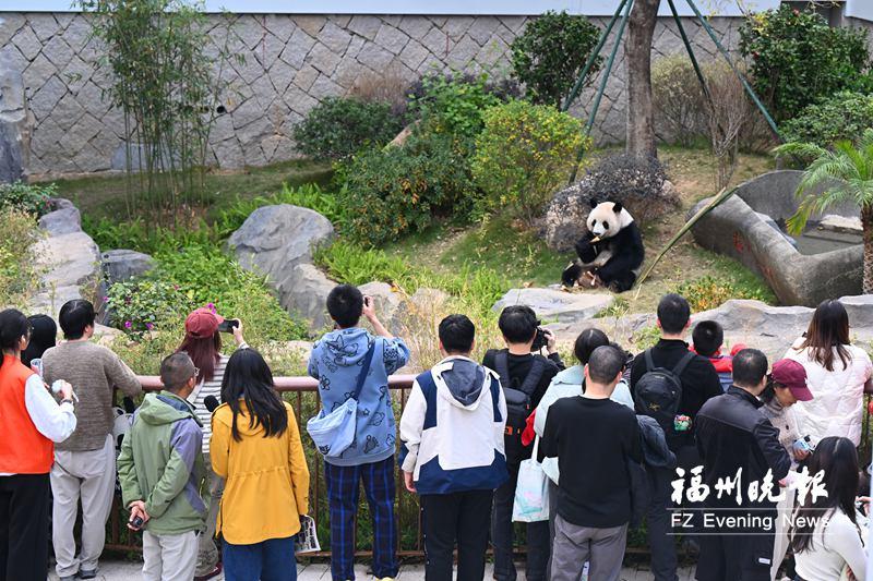 5只大熊猫17日亮相福州，49年国宝情缘温暖众人(图1)